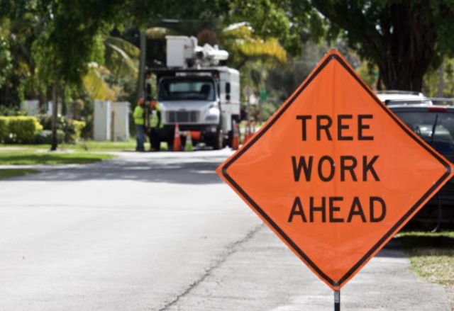 tree removal Bluewater ca