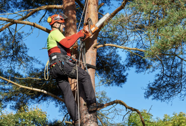 tree pruning san bernardino