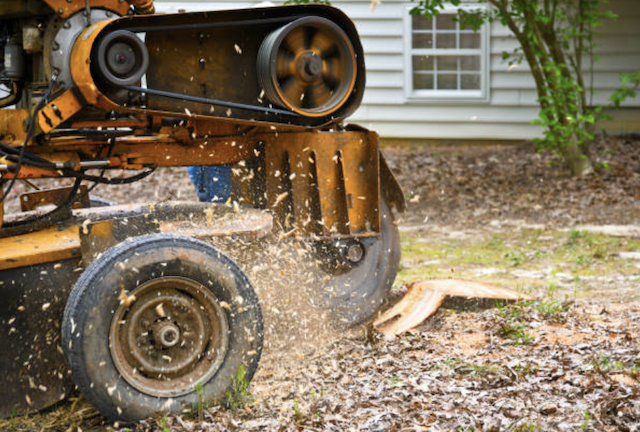 stump grinding Bluewater ca