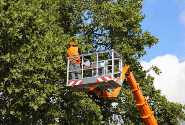 tree pruning Bluewater ca