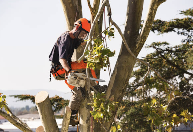 tree removal san bernardino
